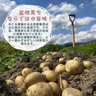 【6回定期便】旬の味！お野菜 詰め合わせBOX 8～10品目×6回（栽培期間中 農薬・化学肥料不使用） 【めぐる農園】京都 亀岡 京野菜 農家より直送