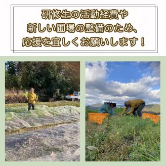 かたもとオーガニックファームの農業研修生が無農薬・自然栽培で育てたお野菜セット 8～10品目 ≪産地直送 朝採れ 新鮮 京野菜 京都府 亀岡産 ≫