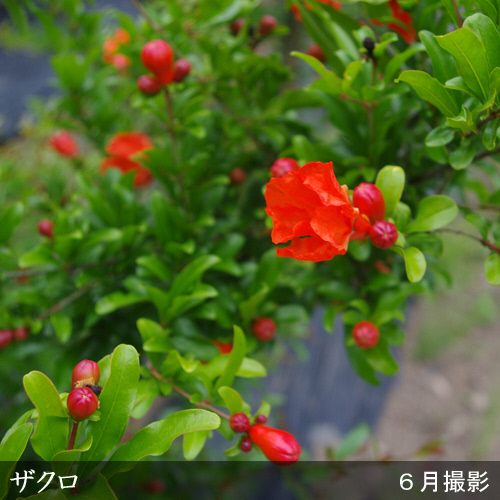 ＜すだ農園＞2年生 苗木 カリフォルニア大実ザクロ(柘榴)[地中ポット苗 2023年] ※2024年11月下旬～2025年4月頃に順次発送予定 ※北海道・沖縄・離島への配送不可