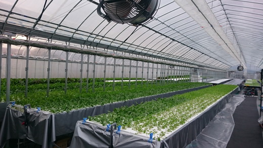 野菜 詰め合わせ リーフレタス サラダ 7種 京都 丹波産 新鮮 旬の葉物野菜セット 小島農園《農薬不使用 京野菜 亀岡産 季節の野菜 産地直送 期間限定 ふるさと納税野菜》