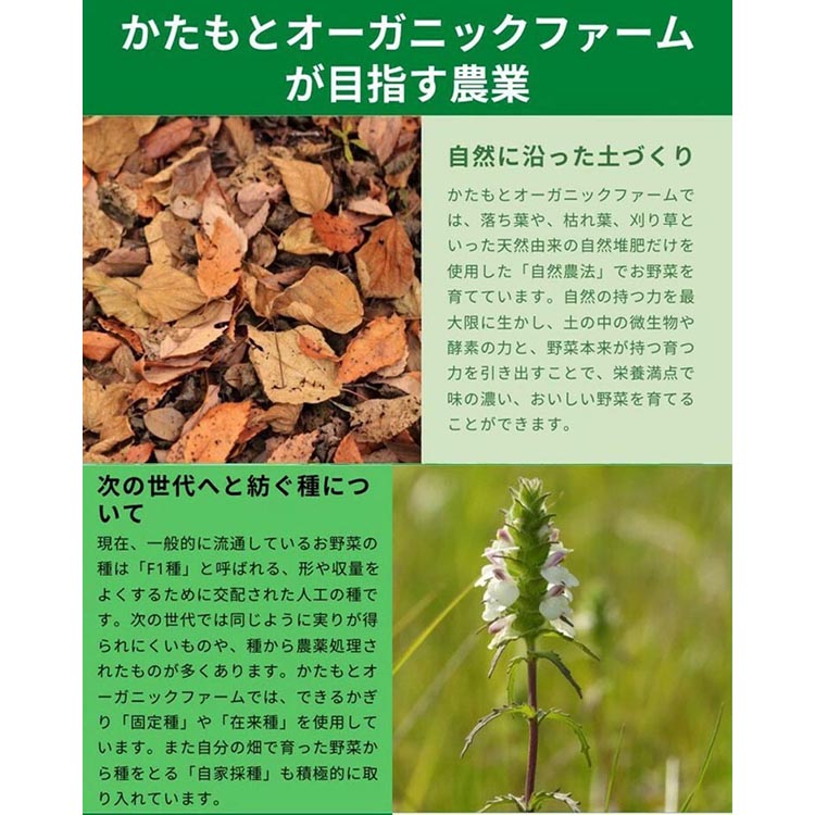 【期間限定】自然栽培の甘～いヤーコン 6kg 京都 亀岡産 かたもとオーガニックファームよりお届け《野菜 産地直送 国産 健康 食品 ダイエット 芋》 ※離島への配送不可