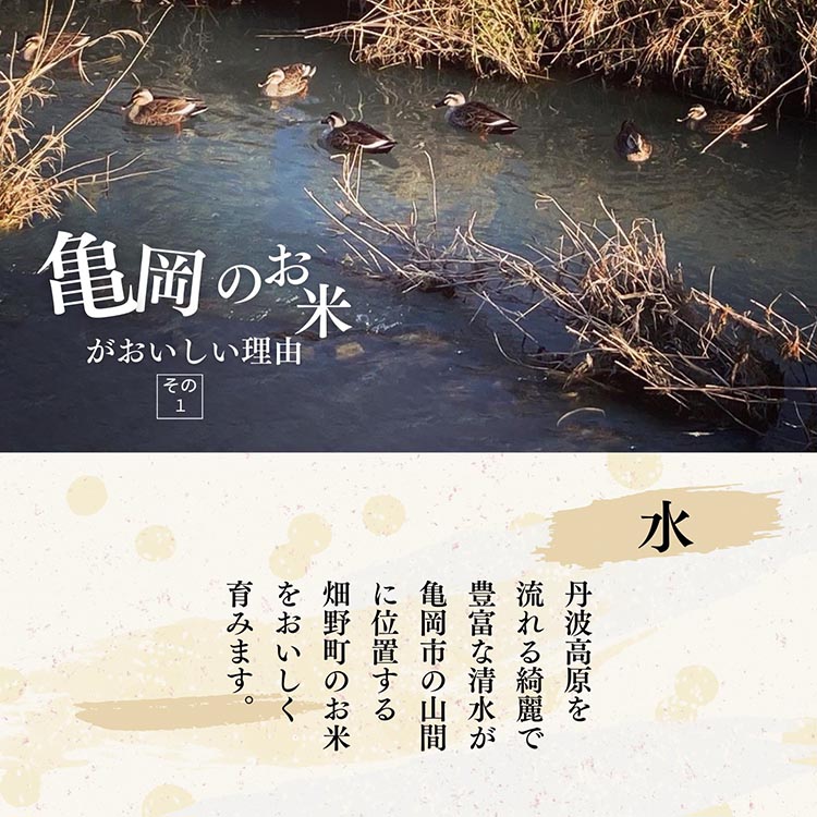 【定期便】令和7年産 キヌヒカリ 5kg×6回 計30kg【京都丹波米おいしいお米コンテスト】入賞（最優秀賞） ｜ 米 コメ 白米 京都 丹波 きぬひかり 数量限定