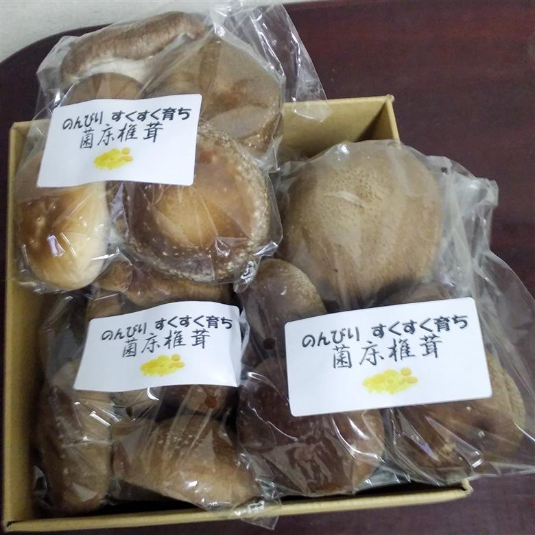 生椎茸 5袋セット 計 1kg以上 のんびりすくすく育った 菌床しいたけ｜生しいたけ 生シイタケ しいたけ きのこ キノコ 茸 野菜 京都 国産 肉厚 ※～2025年1月中旬頃まで順次発送予定