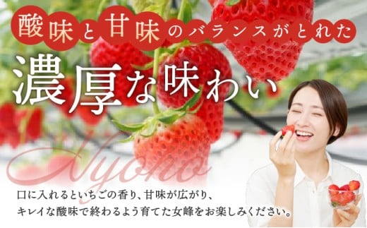 数量限定 幻の京都亀岡産 高級いちご【女峰】1箱分 ※化学肥料・農薬極力不使用《イチゴ 苺 いちご フルーツ 農家直送》※2026年1月中旬～5月下旬頃に順次発送予定