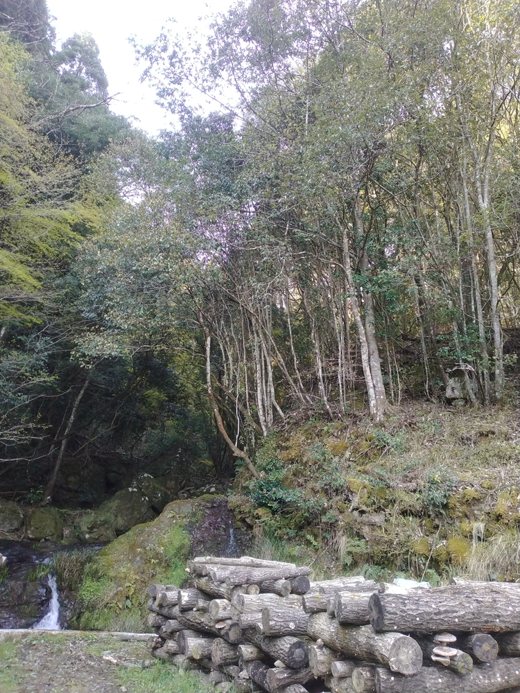 【期間限定】原木生シイタケ 700g《平田農園》京都 亀岡産 原木栽培 生しいたけ 国産 肉厚 濃厚 料理 レシピ 栄養 農家直送 丹波 きのこ 椎茸 ※離島への配送不可 ※2026年3月下旬頃～4月上旬頃に順次発送予定