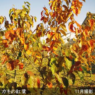 農園直送◇カキ(渋柿) 富士(ふじ)[地掘苗]＜すだ農園＞※南関東、東海、関西、中国地方のみ配送可能（離島は不可）※2025年3月上旬～3月中旬頃に順次発送予定