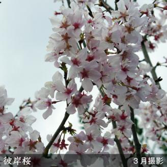 農園直送◇ サクラ (桜)彼岸桜(ヒガンザクラ)[地掘苗]＜すだ農園＞ ※南関東、東海、関西、中国地方のみ配送可能（離島は不可） ※2025年3月上旬～3月中旬頃に順次発送予定