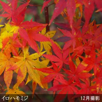 ＜すだ農園＞大苗◇モミジ(紅葉) イロハモミジ[実生・地中ポット苗]◇ ※北海道・沖縄・離島への発送不可