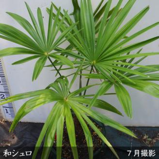 ＜すだ農園＞大苗◇常緑樹 和シュロ[地中ポット苗] ※北海道・沖縄・離島への配送不可