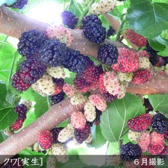 ＜すだ農園＞2年生 苗木 ◇クワ(桑)実生[地中ポット苗 2021年]◇ ※北海道・沖縄・離島への発送不可