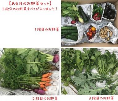 【12回定期便】京都府・亀岡産 自然農法＆農薬を使わずに育てた体も心も喜ぶ、かたもとオーガニックファームの季節のお野菜セット 毎回10～20品目　※離島への発送不可