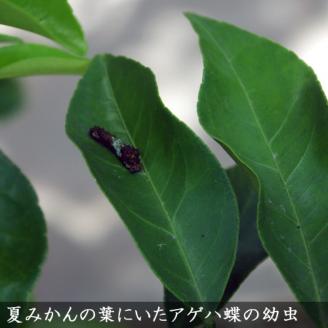 ＜すだ農園＞アゲハ 食用葉 (食樹)◇ ユズ 系の葉のみ《150g入》 冷蔵便 ｜ 蝶 幼虫 餌 ※北海道・沖縄・離島への配送不可 ※2025年6月中旬～9月下旬頃に順次発送予定