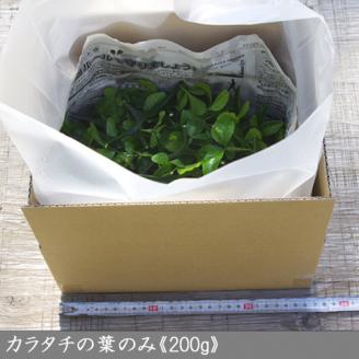 ＜すだ農園＞アゲハ 食用葉 (食樹)◇ カラタチの葉のみ《200g入》冷蔵便 ｜ 蝶 幼虫 餌 ※北海道・沖縄・離島への配送不可 ※2025年9月下旬頃までに順次発送予定