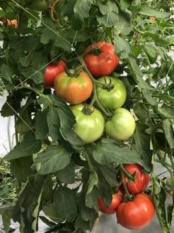 無添加・無塩 旬熟 いずみの トマトジュース　720ml×３本 ☆京都 亀岡からお届け 『本物のトマトの味がする！』◇ ※9月以降順次発送