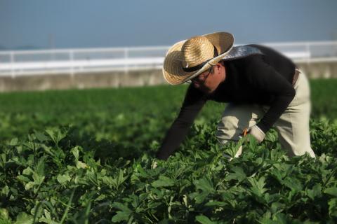 《京つけものもり》しば漬、すぐき、京みぶな、青しそ大根など京漬物「もり」おすすめ12種セット◇