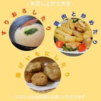 無農薬栽培 自然薯（亀岡産クーガ芋）1kg 期間限定《いも 芋 山芋 琉球自然薯》