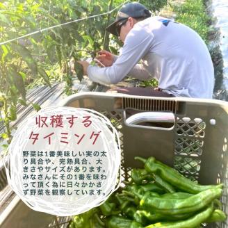 【6回定期便】旬の味！お野菜 詰め合わせBOX 8～10品目×6回（栽培期間中 農薬・化学肥料不使用） 【めぐる農園】京都 亀岡 京野菜 農家より直送