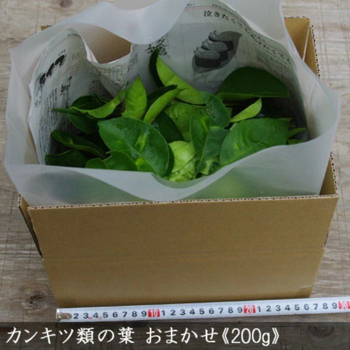 ＜すだ農園＞ アゲハ 食用葉 (食樹)◇ 柑橘類の葉 おまかせ(品種は色々)《200g入》冷蔵便 ｜ 蝶 幼虫 餌 ※北海道・沖縄・離島への配送不可 ※2025年6月下旬～9月下旬頃に順次発送予定