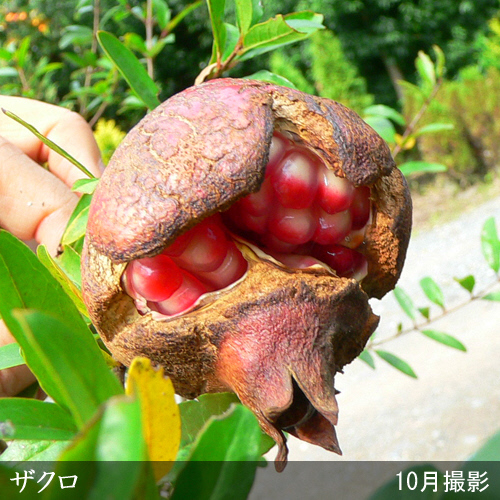 ＜すだ農園＞2年生 苗木 カリフォルニア大実ザクロ(柘榴)[地中ポット苗 2023年] ※2024年11月下旬～2025年4月頃に順次発送予定 ※北海道・沖縄・離島への配送不可