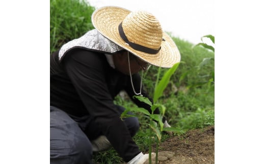 《京つけもの もり》ひとくちづくし 漬物 11種《ミニサイズ ご飯のお供 京野菜》