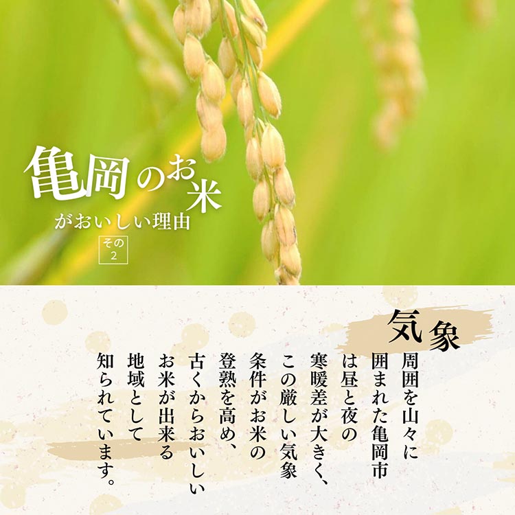 【定期便】令和7年産 キヌヒカリ 5kg×6回 計30kg【京都丹波米おいしいお米コンテスト】入賞（最優秀賞） ｜ 米 コメ 白米 京都 丹波 きぬひかり 数量限定