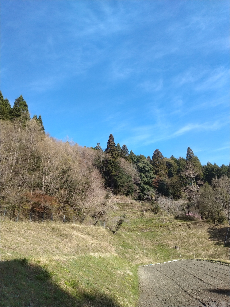 【期間限定】原木生シイタケ 700g《平田農園》京都 亀岡産 原木栽培 生しいたけ 国産 肉厚 濃厚 料理 レシピ 栄養 農家直送 丹波 きのこ 椎茸 ※離島への配送不可 ※2026年3月下旬頃～4月上旬頃に順次発送予定