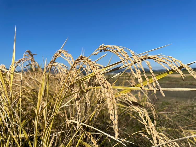 米 予約 令和7年産 自然栽培米 コシヒカリ 玄米 5kg 京都府・亀岡産 栽培期間中農薬不使用 ※離島への配送不可 ※2025年12月より順次発送予定