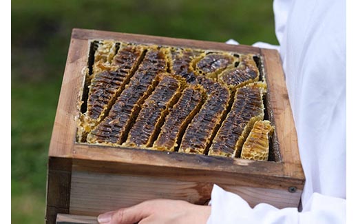 京都産 生はちみつ食べ比べ3点セット（プレーン/いちご/カカオ）食品 ハニー ハチミツ ギフト プレゼント ニホンミツバチ 瓶詰 天然 RAW HONEY 国産 非加熱 純粋 蜂蜜