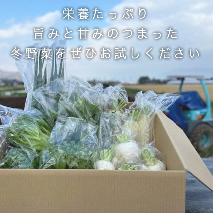 ソルモンドの 冬野菜セット！3～5品 14袋◇ ＜野菜 野菜セット 野菜詰め合わせ 旬野菜 国産 京都 減農薬 ふるさと納税野菜＞ ※北海道・沖縄・離島への配送不可