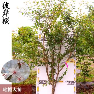 農園直送◇ サクラ (桜)彼岸桜(ヒガンザクラ)[地掘苗]＜すだ農園＞ ※南関東、東海、関西、中国地方のみ配送可能（離島は不可） ※2025年3月上旬～3月中旬頃に順次発送予定