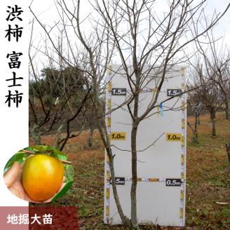 農園直送◇カキ(渋柿) 富士(ふじ)[地掘苗]＜すだ農園＞※南関東、東海、関西、中国地方のみ配送可能（離島は不可）※2025年3月上旬～3月中旬頃に順次発送予定