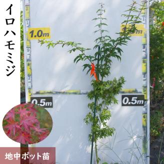 ＜すだ農園＞大苗◇モミジ(紅葉) イロハモミジ[実生・地中ポット苗]◇ ※北海道・沖縄・離島への発送不可
