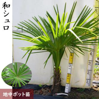 ＜すだ農園＞大苗◇常緑樹 和シュロ[地中ポット苗] ※北海道・沖縄・離島への配送不可