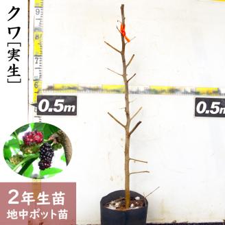 ＜すだ農園＞2年生 苗木 ◇クワ(桑)実生[地中ポット苗 2021年]◇ ※北海道・沖縄・離島への発送不可