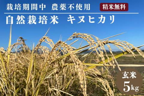 自然栽培米 キヌヒカリ 玄米 5kg　京都府・亀岡産 令和5年産 栽培期間中農薬不使用 ※離島への配送不可