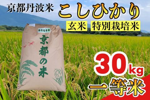 玄米 30kg 京都丹波米 こしひかり◇《米 一等米 コシヒカリ 特別栽培米 減農薬》※北海道・沖縄・離島への配送不可