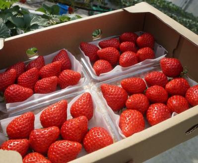 京都亀岡産 雫の里農園 いちご【女峰】4パック ※化学肥料・農薬極力不使用≪苺 イチゴ フルーツ≫ ※6月まで順次発送