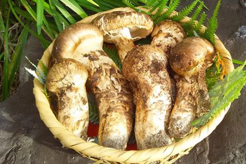 極み 丹波松茸 詰め合わせ ＜京都・八光館＞期間・数量限定 ｜松茸 丹波松茸 天然松茸 ※2025年10月中旬以降順次発送予定 ※北海道・沖縄・北東北（青森、岩手、秋田）・その他離島配送不可