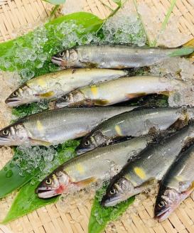 京都保津川の活〆天然鮎 ※北海道・沖縄・離島への配送不可