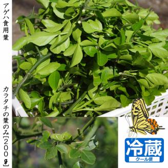 ＜すだ農園＞アゲハ 食用葉 (食樹)◇ カラタチの葉のみ《200g入》冷蔵便 ｜ 蝶 幼虫 餌 ※北海道・沖縄・離島への配送不可 ※2025年9月下旬頃までに順次発送予定