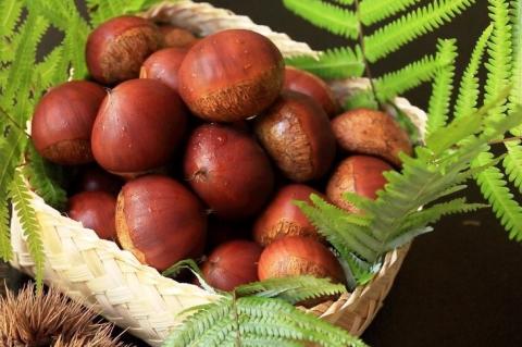 【先行予約】期間・数量限定 丹波栗 厳選大粒 1.2kg＜丹波四季菜料理 宮本屋＞ ｜くり 栗 丹波産 ※2025年9月中旬～10月下旬頃に順次発送予定