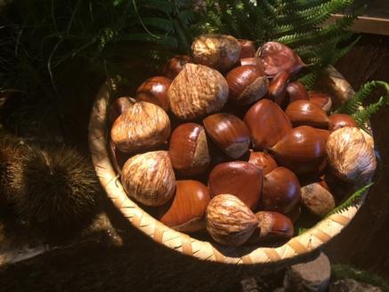 [先行予約]期間・数量限定 丹波栗の詰め合わせ 特選銀寄＜京都・八光館＞≪生活応援 訳あり≫ ※2025年10月上旬頃より順次発送予定 ※配送不可地域あり