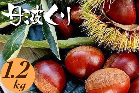 京都亀岡産 丹波くり 大粒 2L～3Lサイズ 1.2kg【期間限定 数量限定】《栗 くり 丹波栗》 ※北海道・沖縄・離島への配送不可 ※2025年9月中旬頃より順次発送予定
