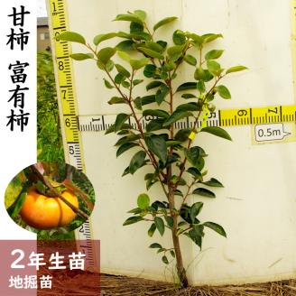 ＜すだ農園＞2年生 苗木◇カキ(甘柿)富有(ふゆう)[ふるい苗 2023年] ※2024年11月中旬頃～2025年4月頃に順次発送予定 ※北海道・沖縄・離島への発送不可