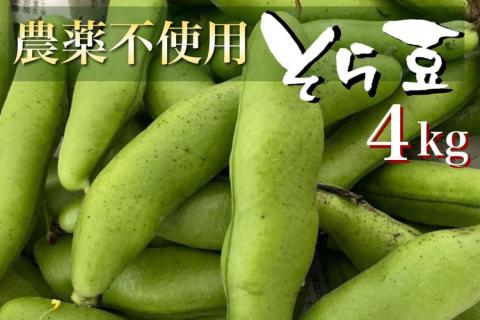 甘～い そら豆 4kg【期間限定】京都府・亀岡産 自然栽培のかたもとオーガニックファームよりお届け ※2026年5月上旬～6月上旬頃に順次発送予定 ※離島への配送不可