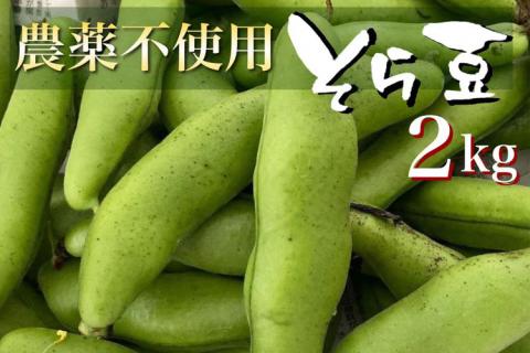 甘～い そら豆 2kg【期間限定】京都府・亀岡産 自然栽培のかたもとオーガニックファームよりお届け ※2026年5月上旬～6月上旬頃に順次発送予定 ※離島への配送不可
