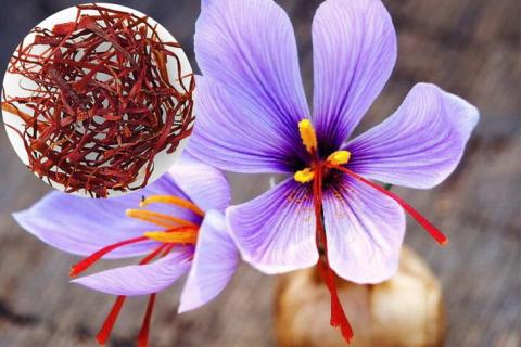 無農薬栽培 亀岡産 サフラン◇《国産 香辛料 スパイス 高品質 高級》