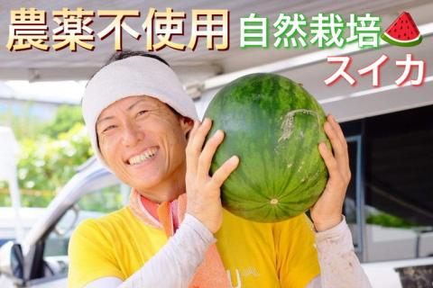 【2026年産 予約】すいか 1玉 京都府・亀岡産 自然栽培のかたもとオーガニックファームよりお届け ※2026年8月頃より順次発送予定 ※離島への発送不可