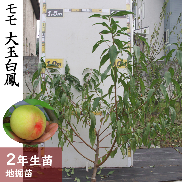 大玉 白鳳桃 苗木