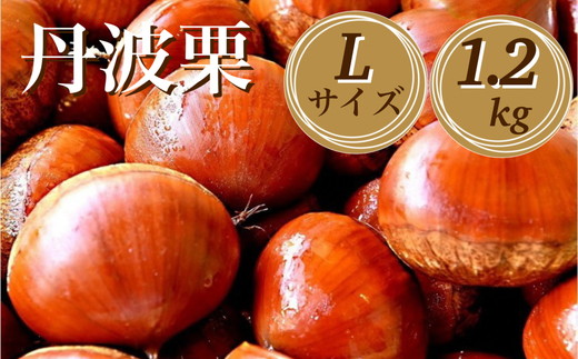 【先行予約】期間・数量限定 丹波栗 Lサイズ 1.2kg ＜丹波四季菜料理 宮本屋＞≪くり 栗 丹波産≫　※2025年9月下旬～10月下旬頃に順次発送予定